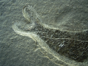 Pholidophorus aus der Trias