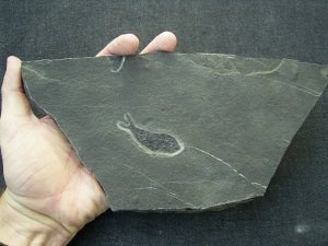 Pholidophorus aus der Trias