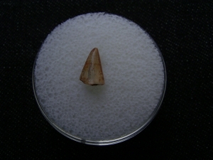 Staurikosaurus pricei Zahn aus der Trias