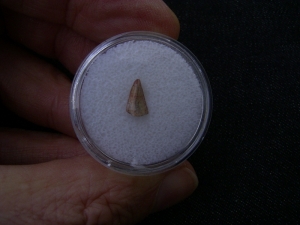 Staurikosaurus pricei Zahn aus der Trias