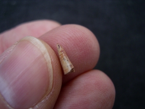 Staurikosaurus pricei Zahn aus der Trias