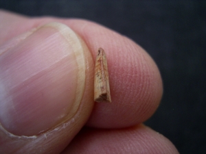 Staurikosaurus pricei Zahn aus der Trias