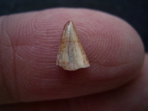 Staurikosaurus pricei Zahn aus der Trias