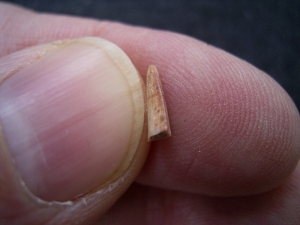 Staurikosaurus pricei Zahn aus der Trias