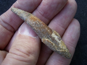 Pterosaur tooth Sirrocopteryx morocens
