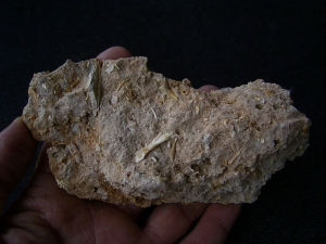 Höhlensediment aus dem Miozän mit Fledermaus- und Nagerknochen