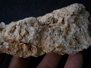 Höhlensediment aus dem Miozän mit Fledermaus- und Nagerknochen