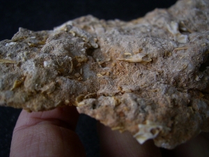 Höhlensediment aus dem Miozän mit Fledermaus- und Nagerknochen