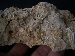 Höhlensediment aus dem Miozän mit Fledermaus- und Nagerknochen