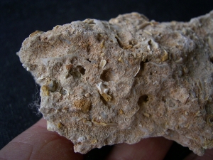 Höhlensediment aus dem Miozän mit Fledermaus- und Nagerknochen