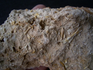 Höhlensediment aus dem Miozän mit Fledermaus- und Nagerknochen