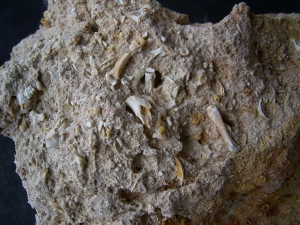 Höhlensediment aus dem Miozän mit Fledermaus- und Nagerknochen