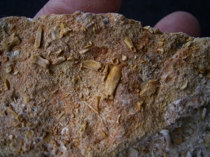 Höhlensediment aus dem Miozän mit Fledermaus- und Nagerknochen