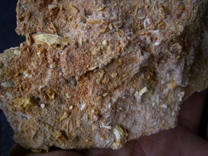Höhlensediment aus dem Miozän mit Fledermaus- und Nagerknochen