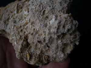 Höhlensediment aus dem Miozän mit Fledermaus- und Nagerknochen