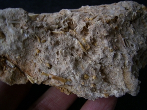 Höhlensediment aus dem Miozän mit Fledermaus- und Nagerknochen