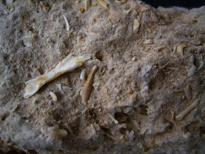 Höhlensediment aus dem Miozän mit Fledermaus- und Nagerknochen