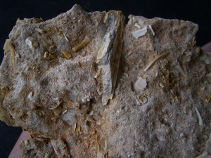 Höhlensediment aus dem Miozän mit Fledermaus- und Nagerknochen