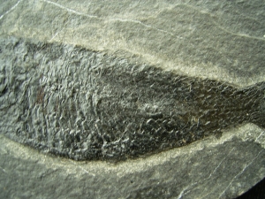 Pholidophorus aus der Trias # 3