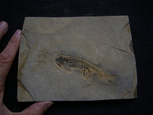 Branchiosaurus aus dem Perm der Pfalz