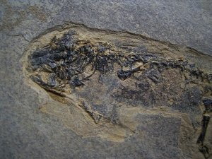 Branchiosaurus aus dem Perm der Pfalz