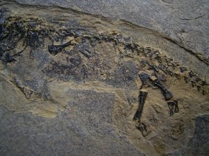 Branchiosaurus aus dem Perm der Pfalz