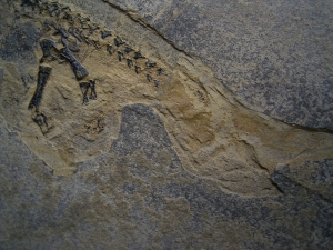 Branchiosaurus aus dem Perm der Pfalz
