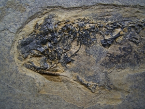 Branchiosaurus aus dem Perm der Pfalz