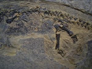 Branchiosaurus aus dem Perm der Pfalz