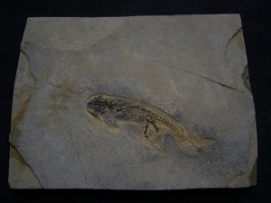 Branchiosaurus aus dem Perm der Pfalz