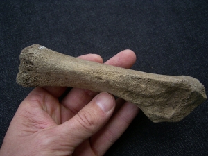 Woolly Rhinoceros foot bone Coelodonta antiquitatis # 2
