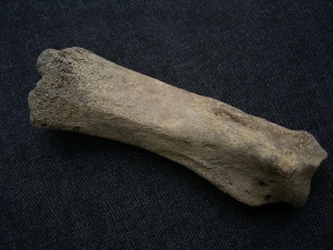 Wollhaar-Nashorn Fußknochen Coelodonta antiquitatis # 2