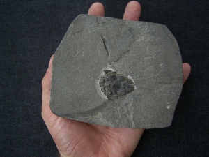 Microbrachius dicki # 1 - seltener Panzerfisch aus dem Devon