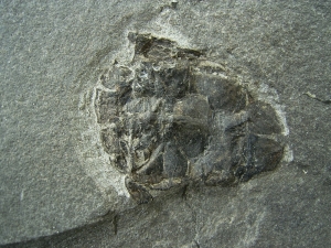 Microbrachius dicki # 1 - seltener Panzerfisch aus dem Devon