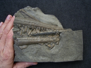 Stenopterygius Kiefer mit 50 Zähnen