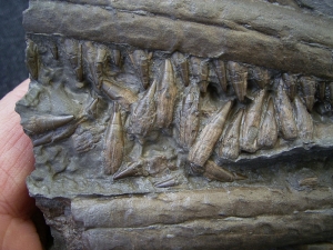 Stenopterygius Kiefer mit 50 Zähnen