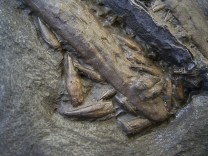 Stenopterygius Kiefer mit 50 Zähnen