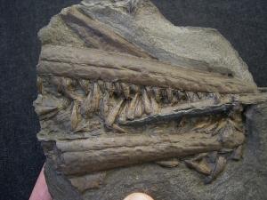 Stenopterygius Kiefer mit 50 Zähnen