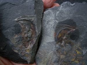Riesen-Tausendfüßler Arthropleura Segment