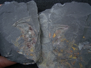 Riesen-Tausendfüßler Arthropleura Segment