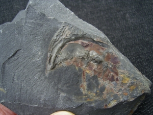 Riesen-Tausendfüßler Arthropleura Segment