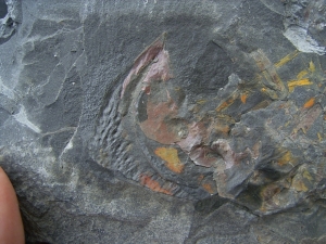 Riesen-Tausendfüßler Arthropleura Segment