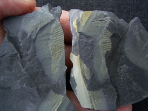 Hai Ei aus dem Karbon