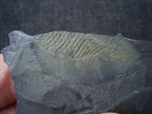 Hai Ei aus dem Karbon