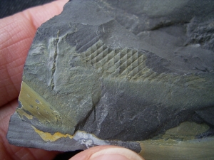 Hai Ei aus dem Karbon