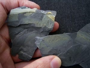 Hai Ei aus dem Karbon