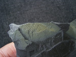 Hai Ei aus dem Karbon