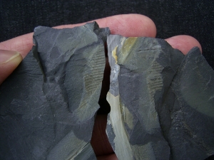 Hai Ei aus dem Karbon