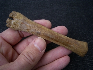 Rangifer tarandus Metacarpale