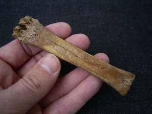 Rangifer tarandus Metacarpale